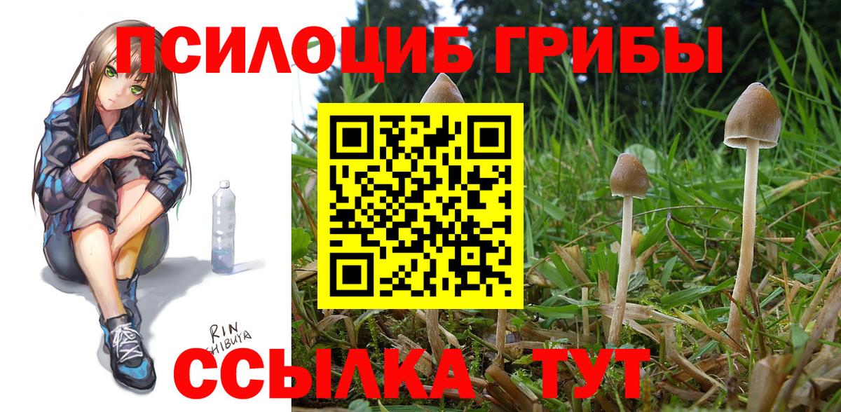 Галлюциногенные грибы Psilocybe Краснокаменск
